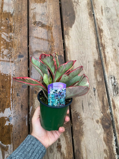 Peperomia Clusiifolia Ginny