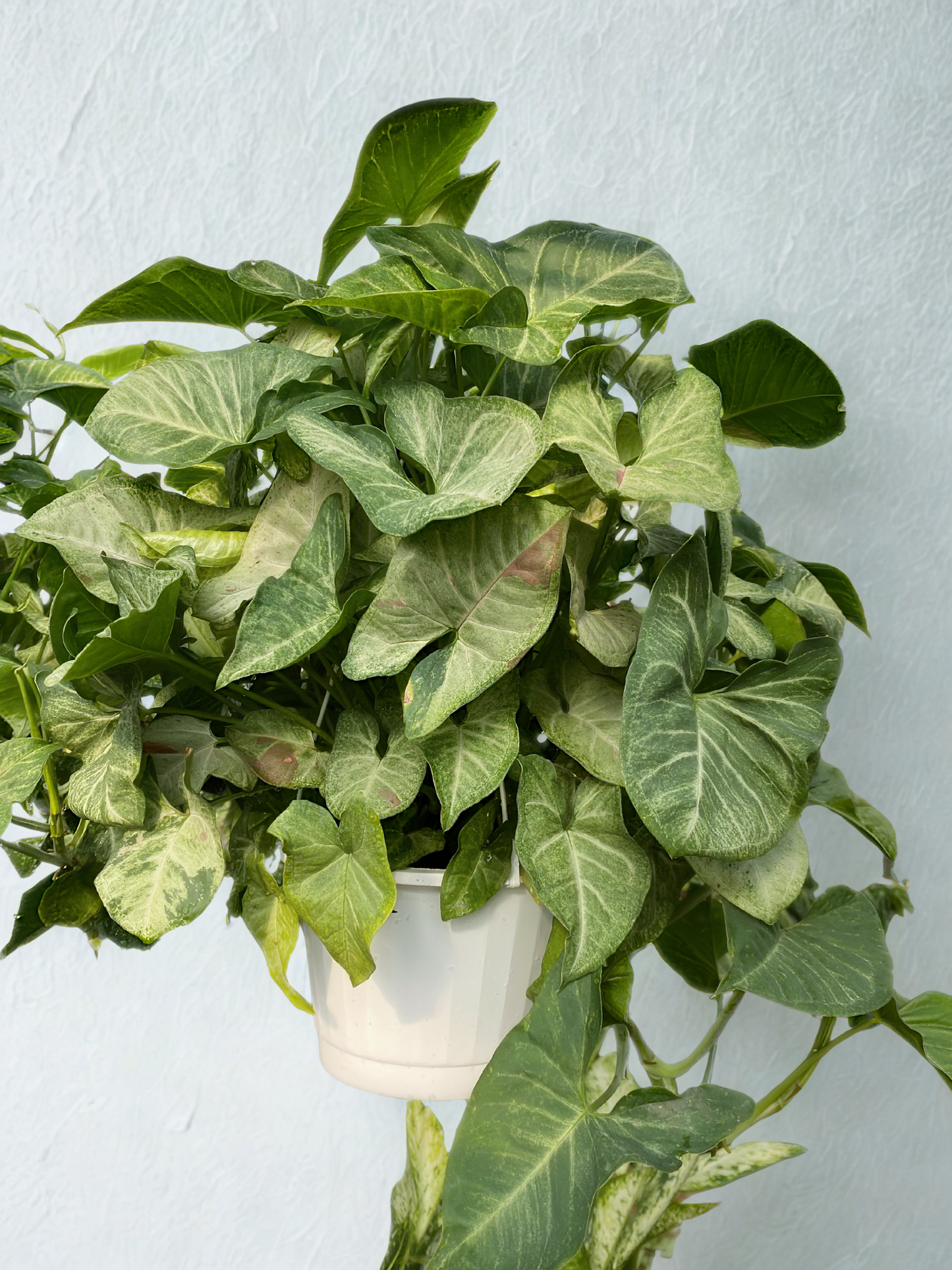 Syngonium Strawberry Confetti