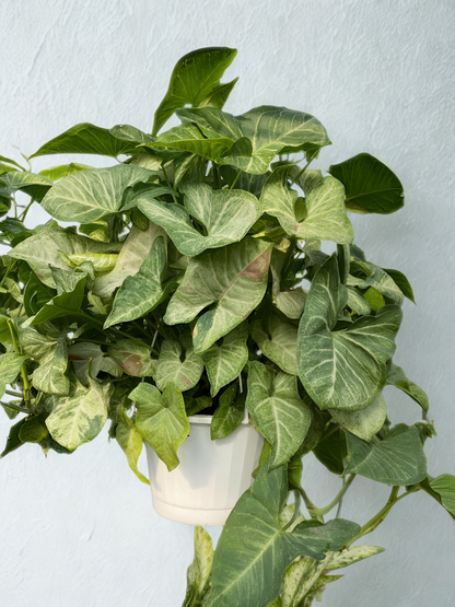 Syngonium Strawberry Confetti