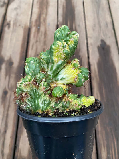 Cactus Cereus Forbesii Monstrose Variegata