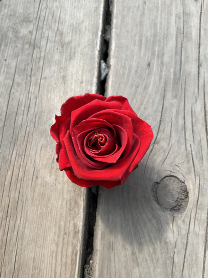 Rose éternelle grand format-court