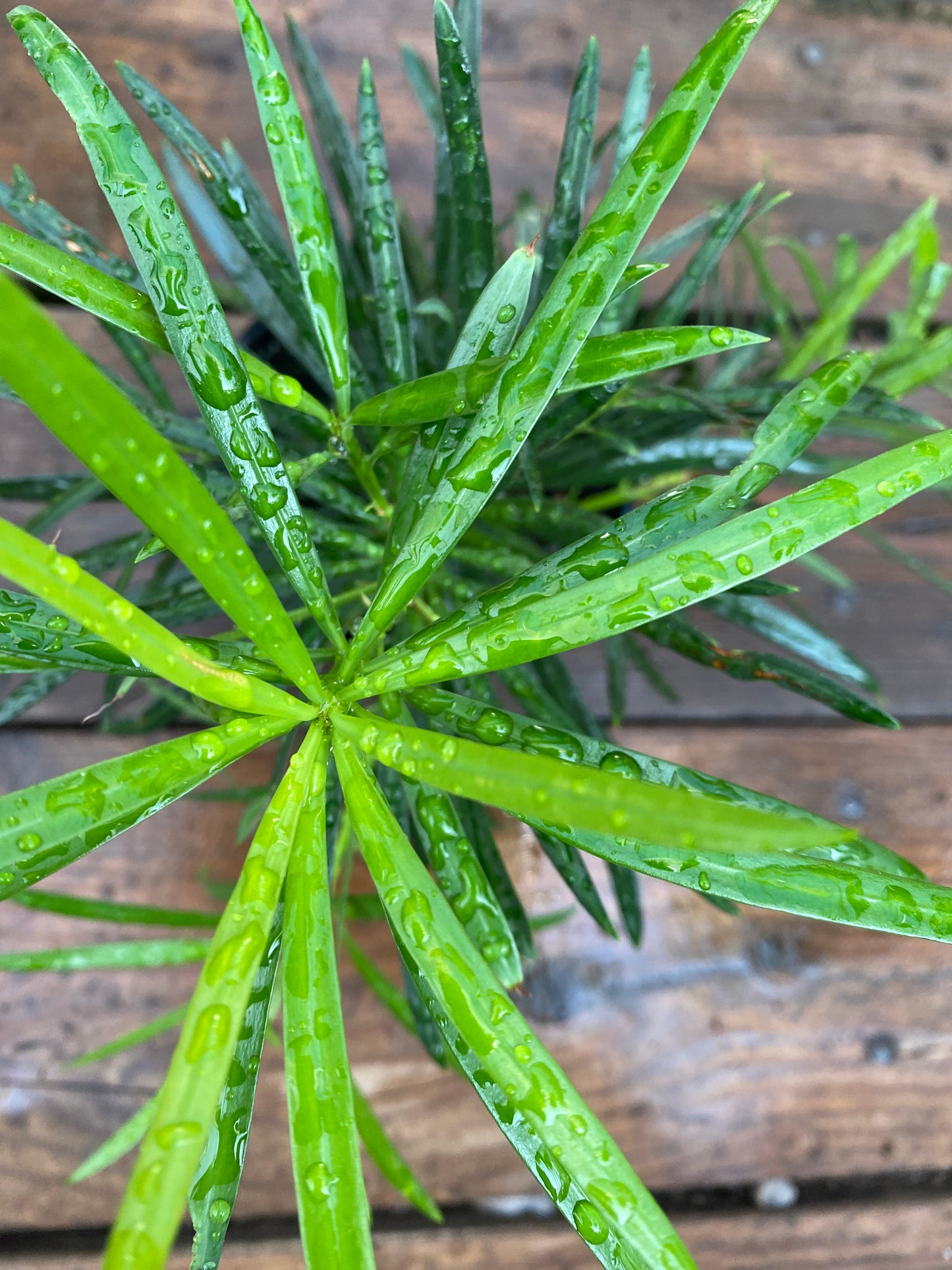 Podocarpus