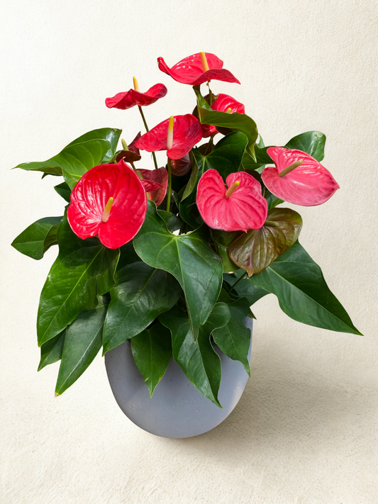 Anthurium – Fleur flamant rose élégante et exotique
