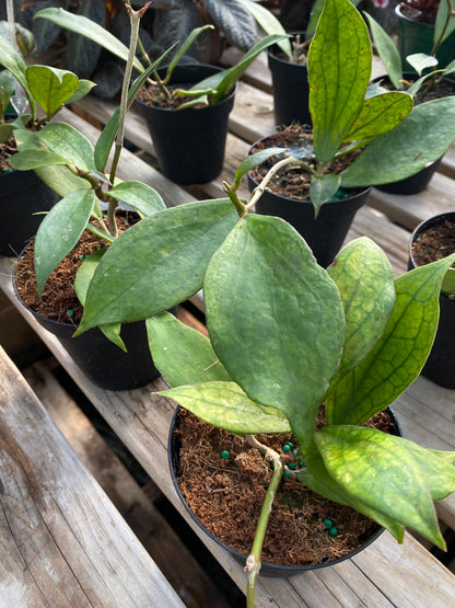 Hoya Vitellinoides