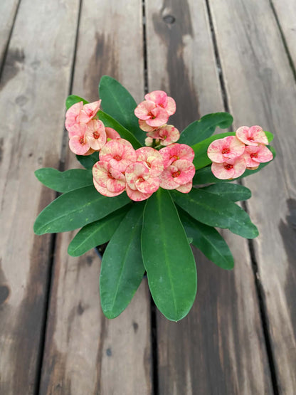 Euphorbia Milii