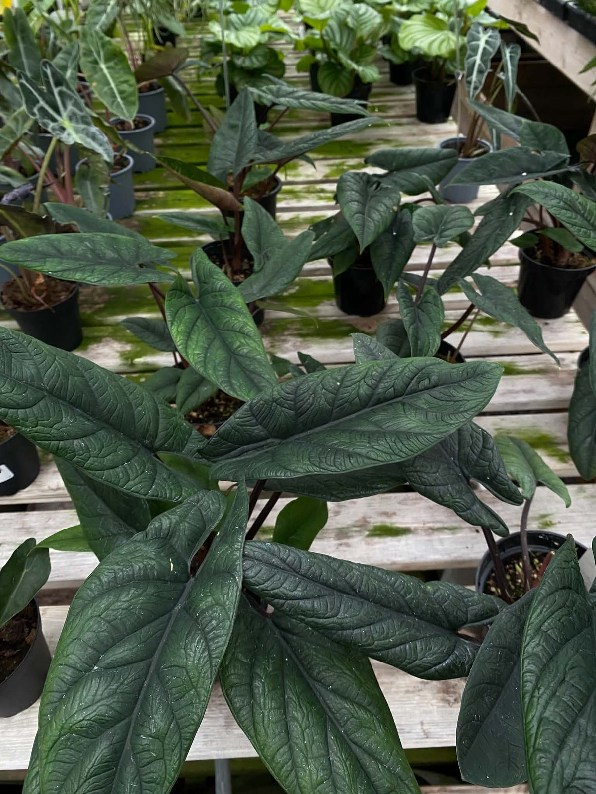 Alocasia Scalprum