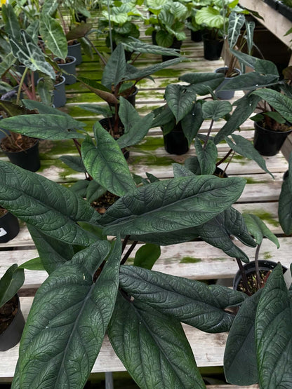 Alocasia Scalprum