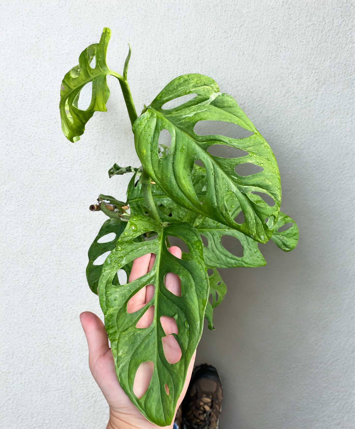 Philodendron Adansonii Variegata.
