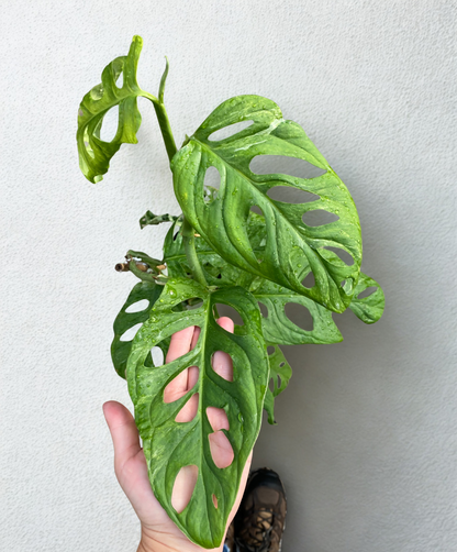 Philodendron Adansonii Variegata.
