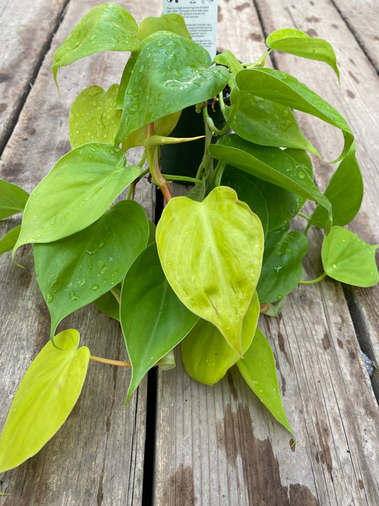 Philodendron Lemon Lime