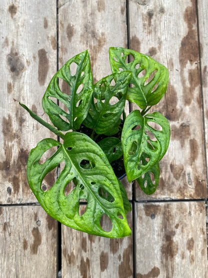 Monstera Adansonii