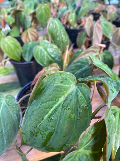 Philodendron Micans