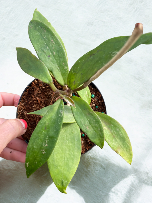 Hoya Vitellinoides