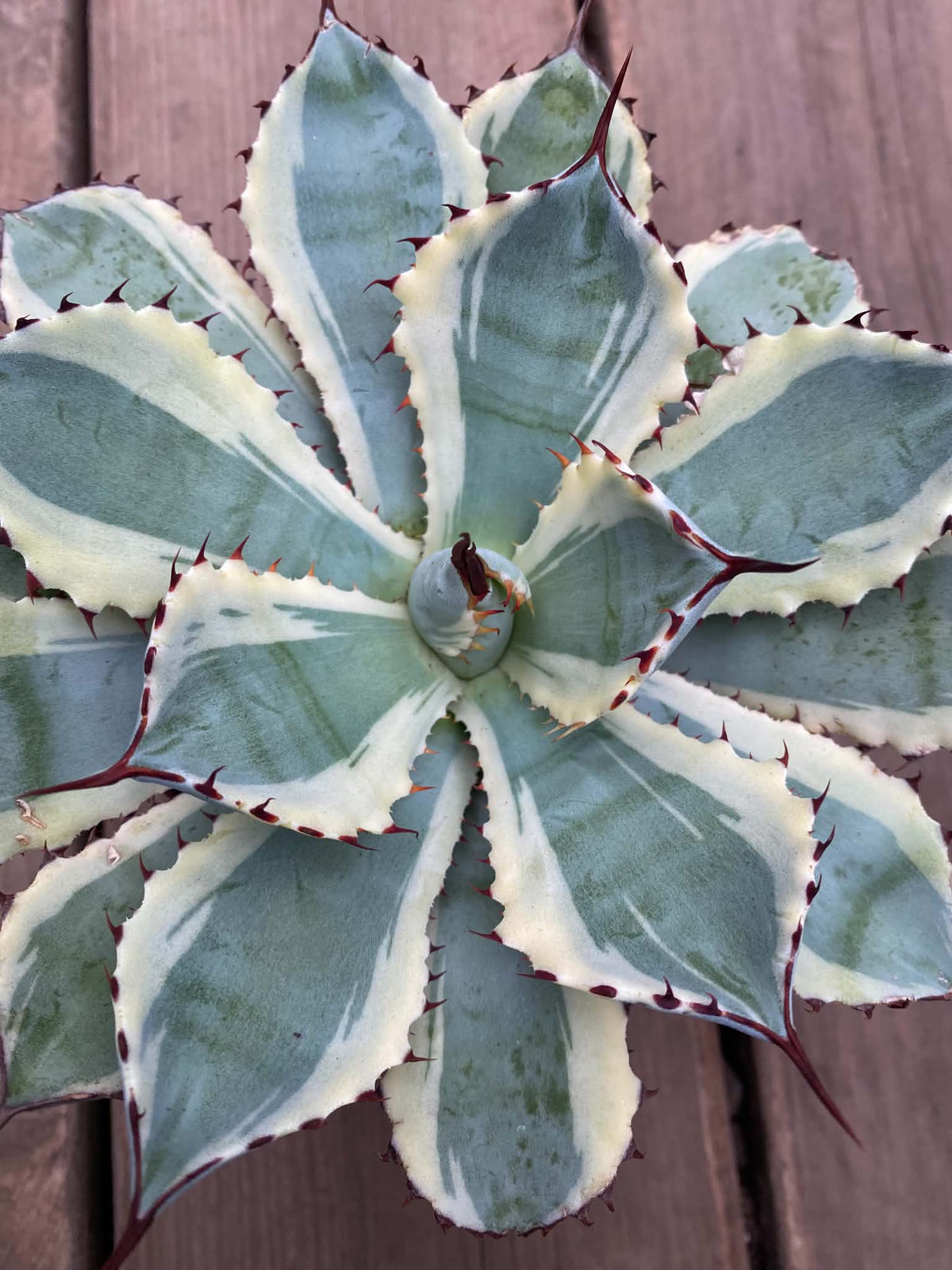 Agave Ice Queen