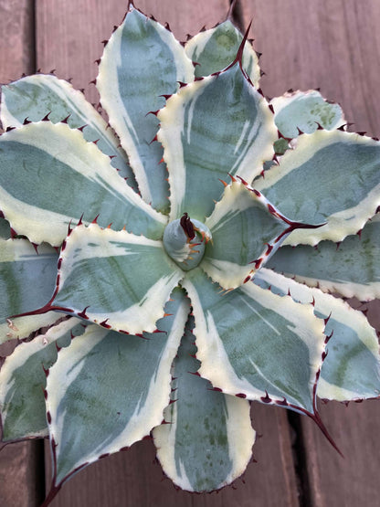 Agave Ice Queen
