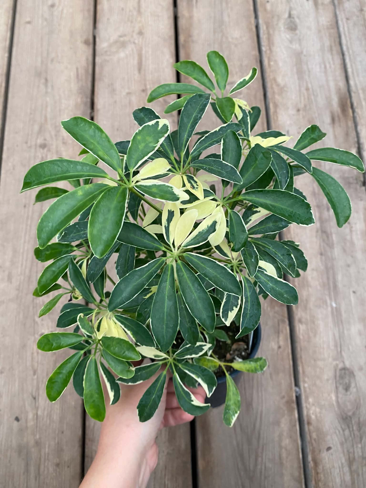 Schefflera Arboricola
