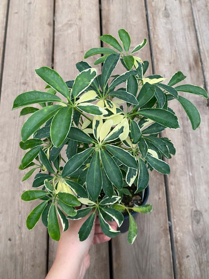 Schefflera Arboricola