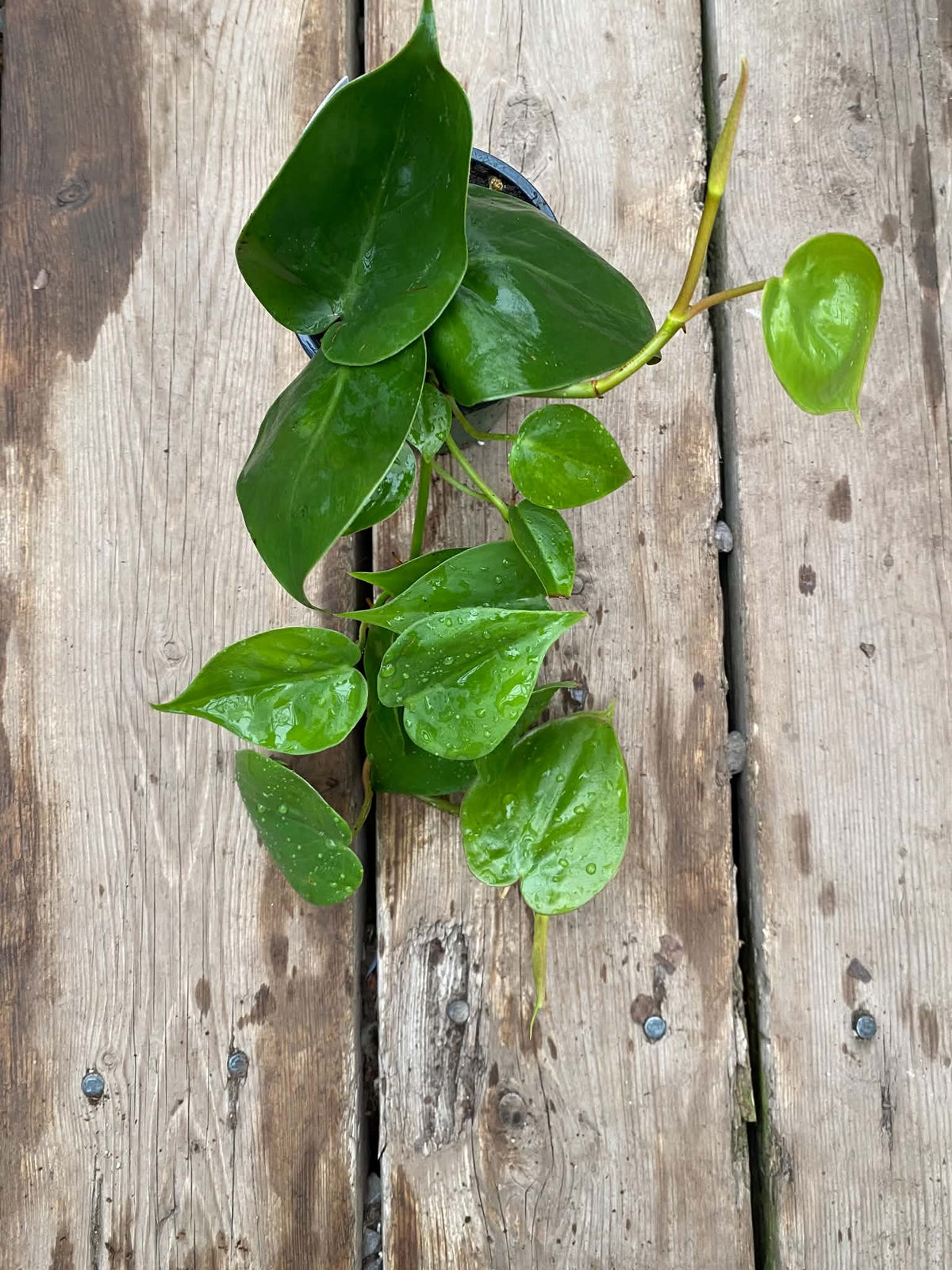 Philodendron Cordatum