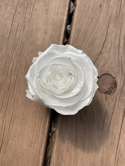 Rose Éternelle Format Moyen