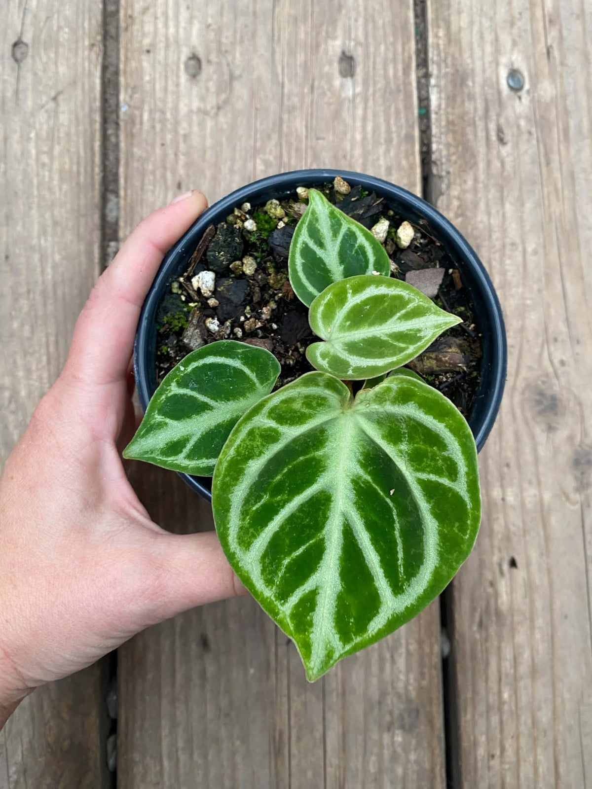 Anthurium Dorayaki