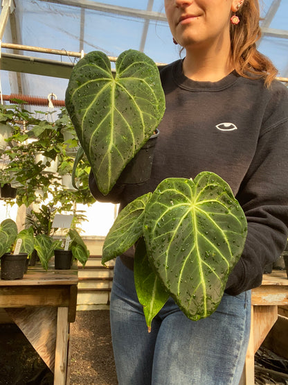 Anthurium Magnificum Hybrid