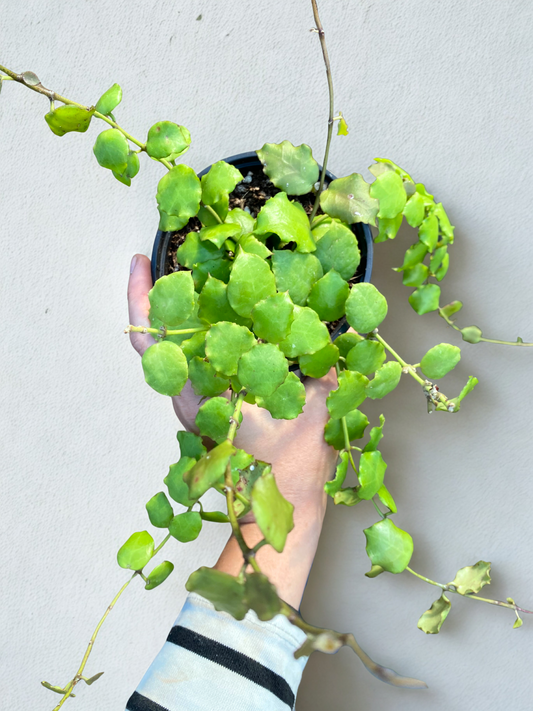 Hoya Endauensis