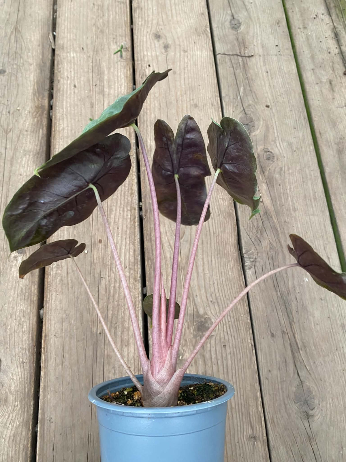 Alocasia Pink Dragon