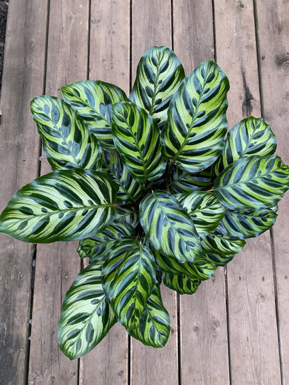 Calathea Peacock