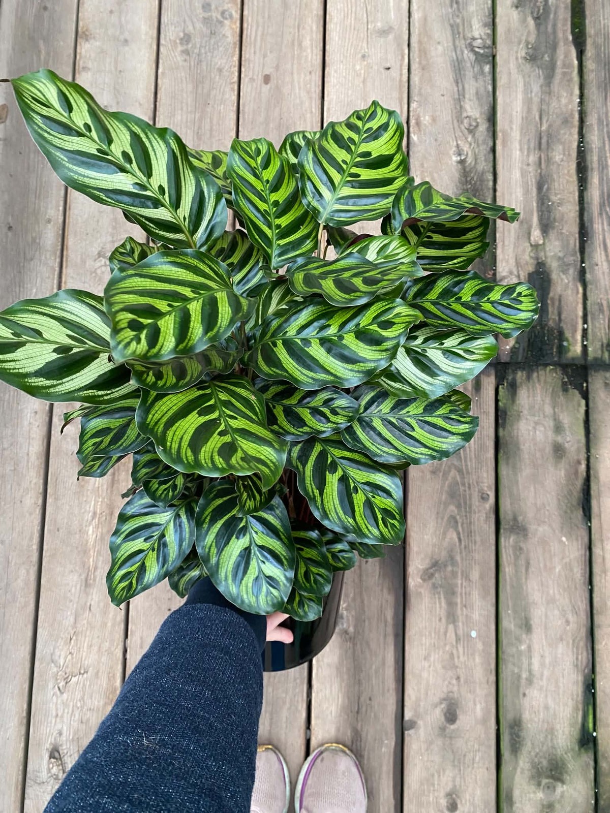 Calathea Peacock