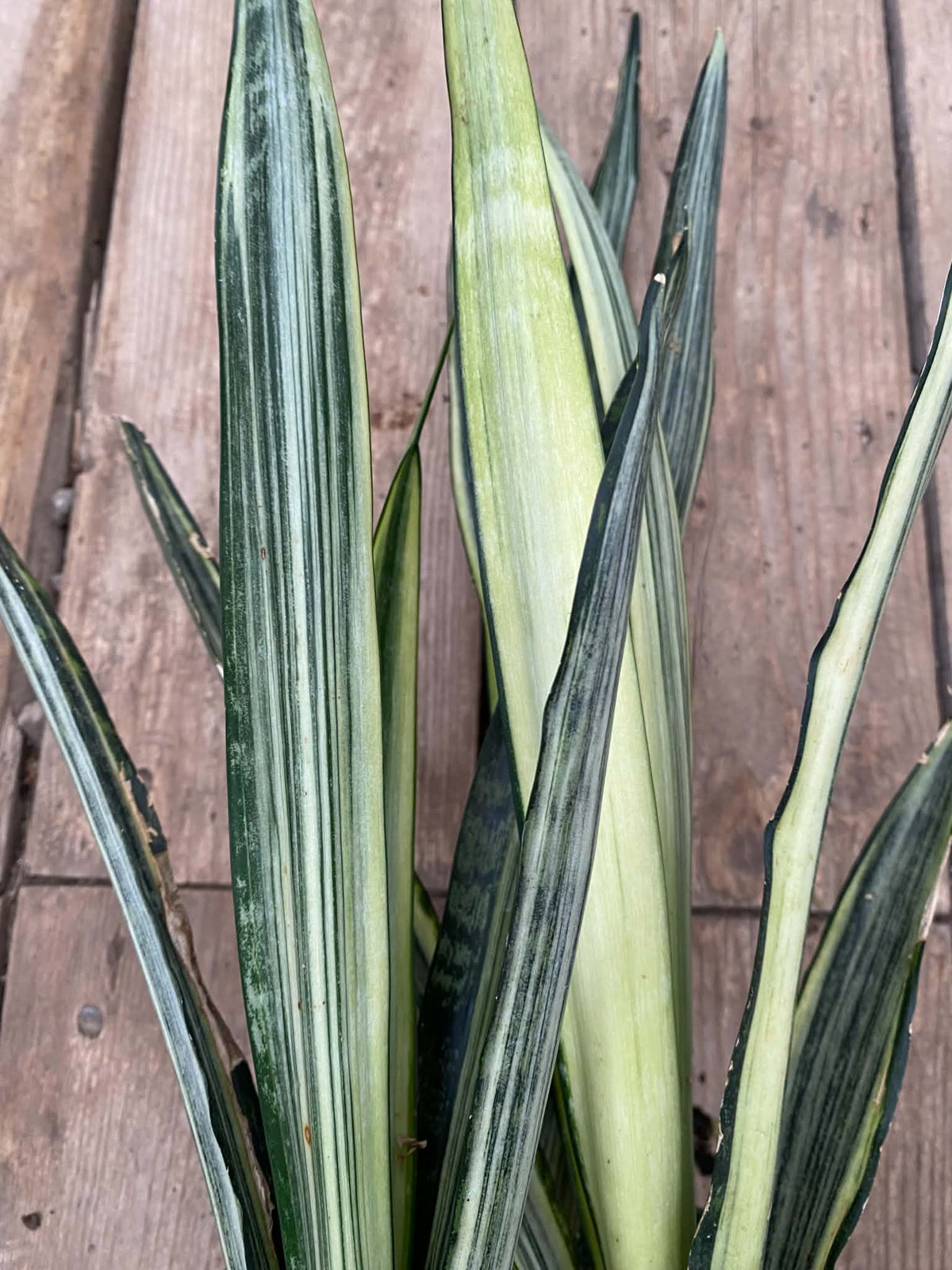 Sansevieria ‘Bantel’s Sensation’