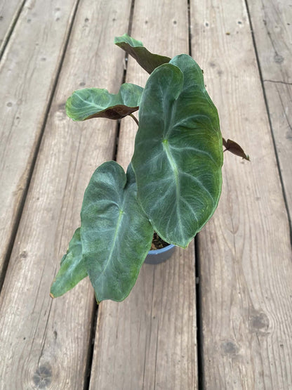 Alocasia Pink Dragon