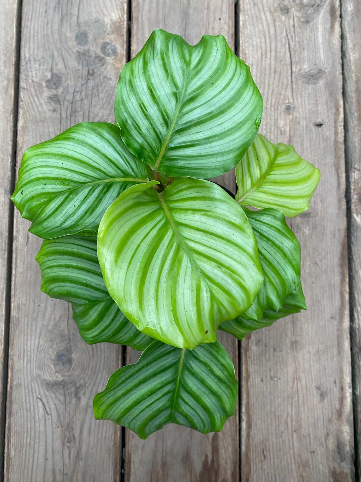Calathea Orbifolla