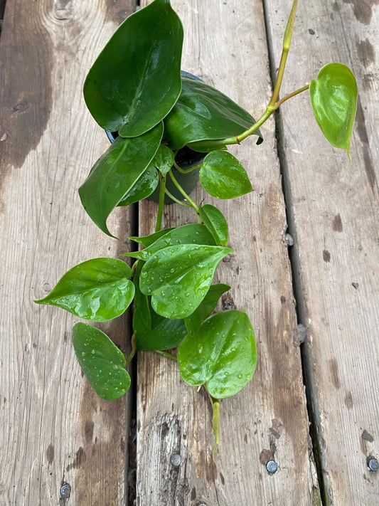 Philodendron Cordatum