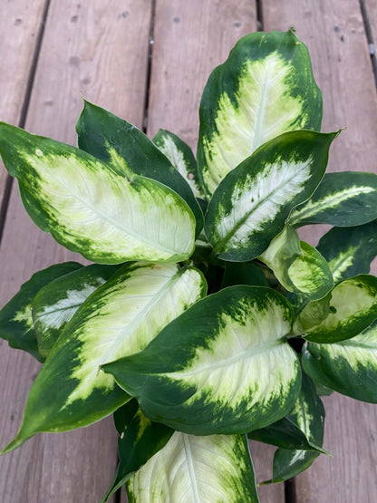 Dieffenbachia Camille
