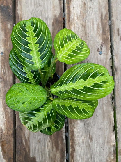 Maranta Lemon Lime