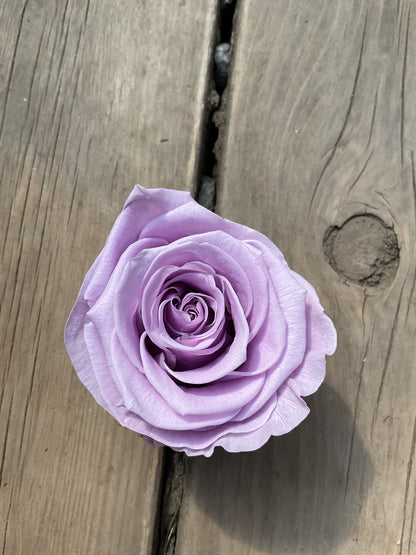 Rose Éternelle Format Moyen