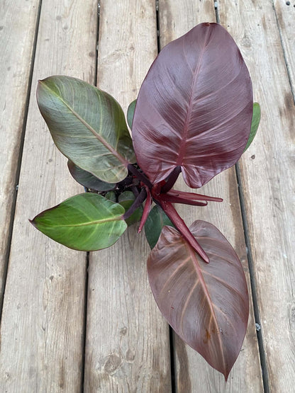 Philodendron Red Sun