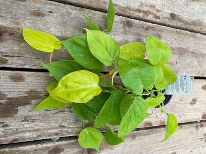 Philodendron Lemon Lime