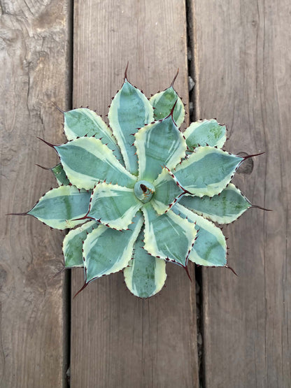 Agave Ice Queen