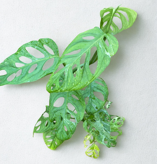 Philodendron Adansonii Variegata.