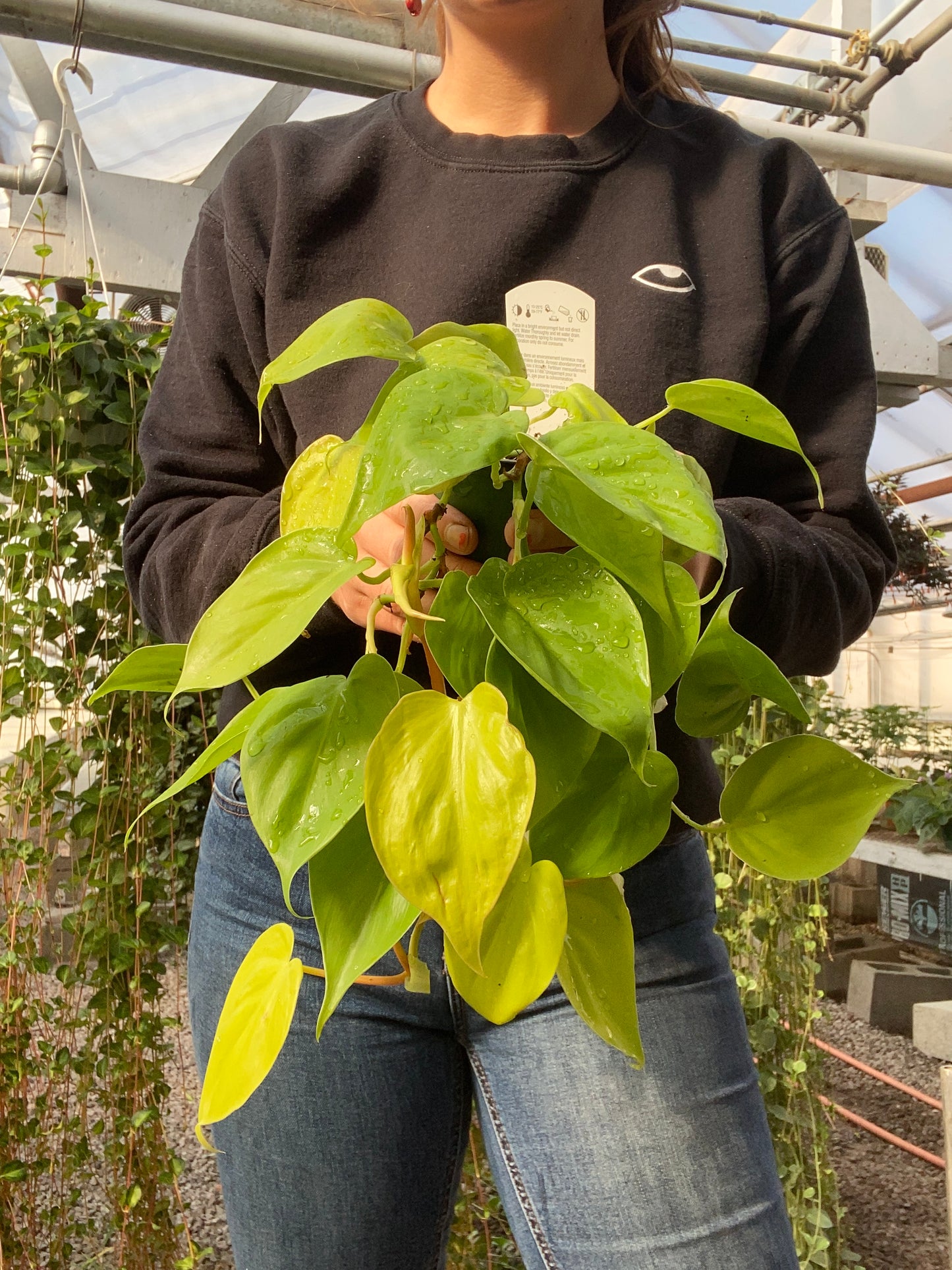 Philodendron Lemon Lime