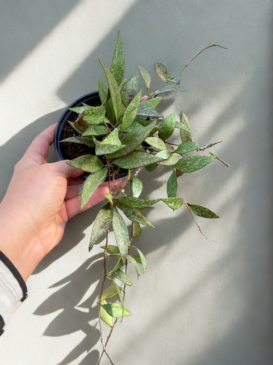 Hoya Parviflora Splash