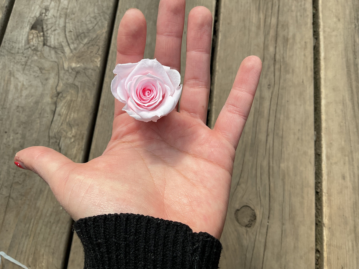 Mini roses éternelles