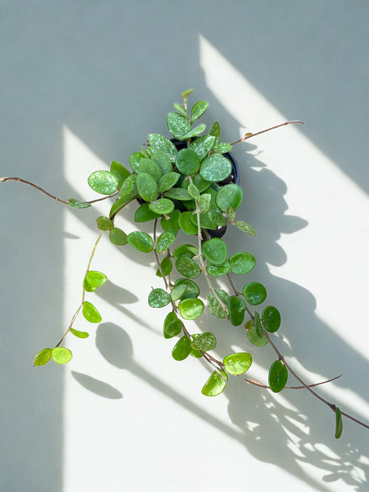 Hoya Mathilde Splash