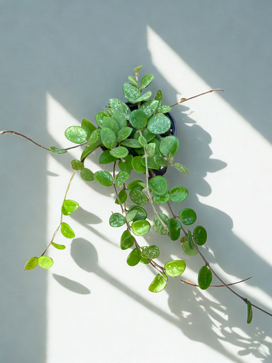 Hoya Mathilde Splash