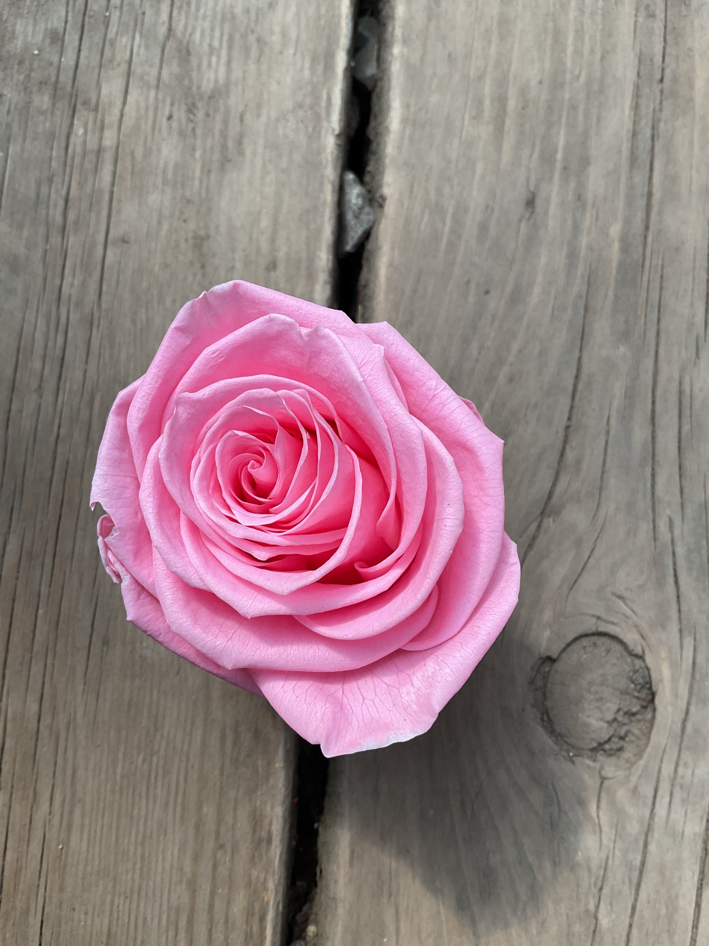 Rose Éternelle Format Moyen
