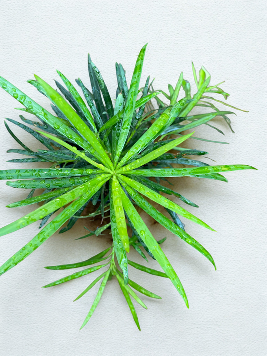 Podocarpus