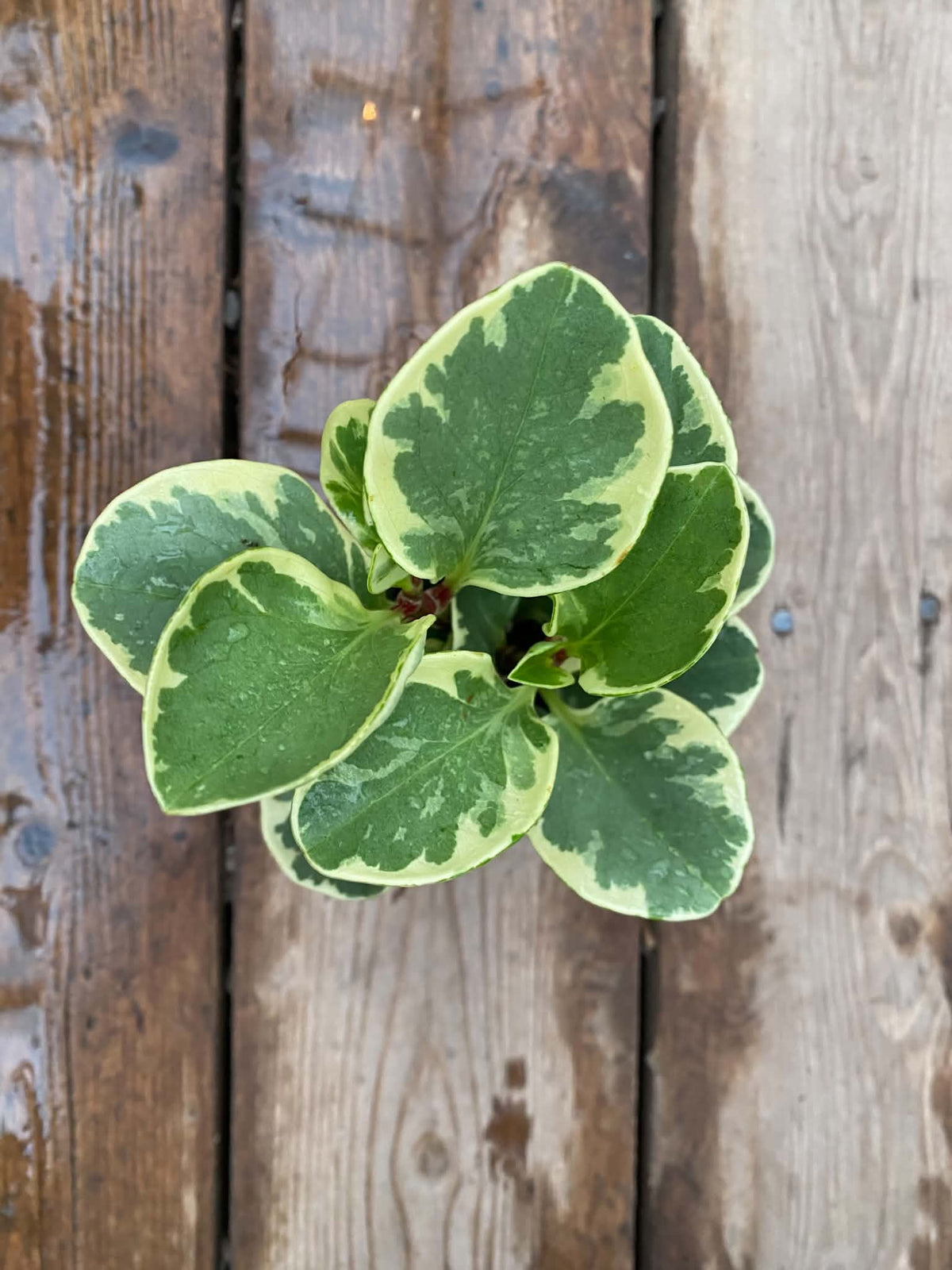 Peperomia Obtusifolia Marble