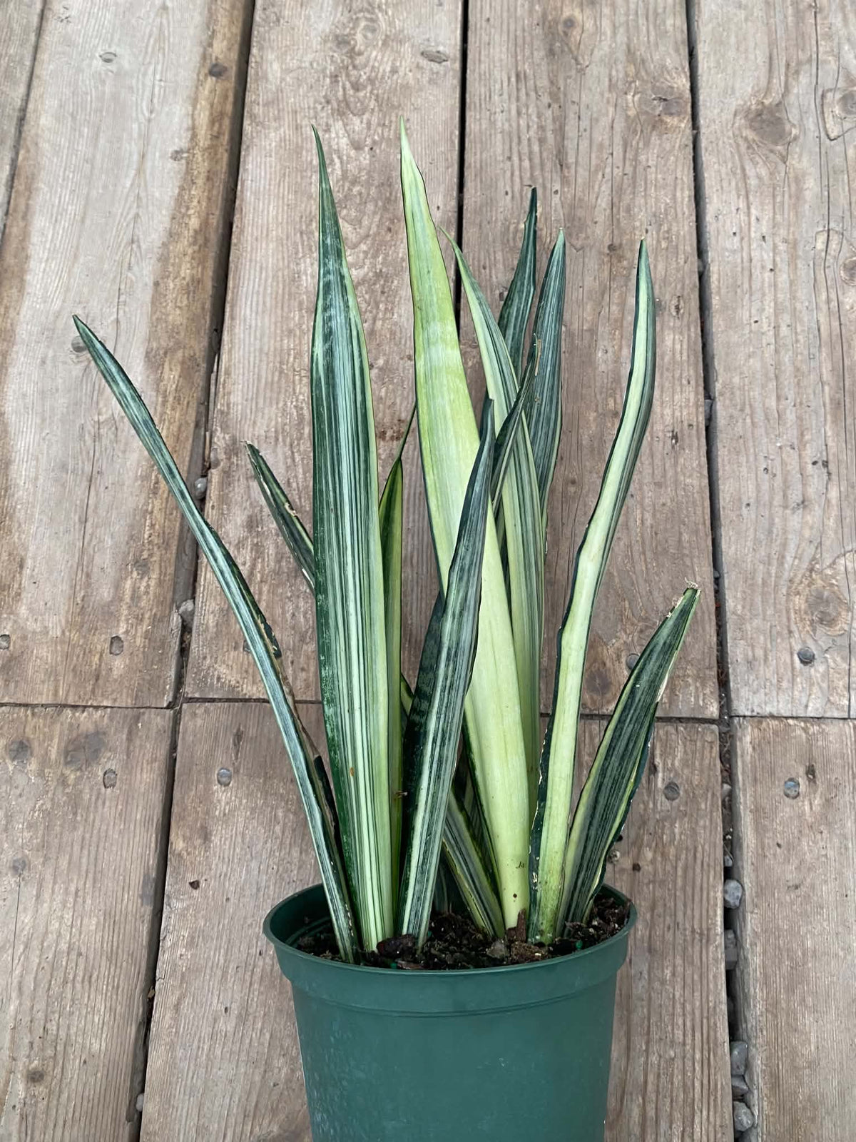 Sansevieria ‘Bantel’s Sensation’