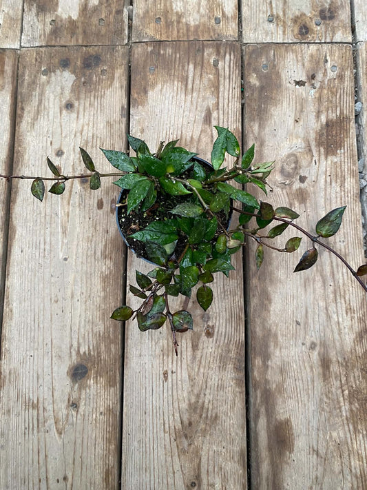 Hoya krohniana 'Black'